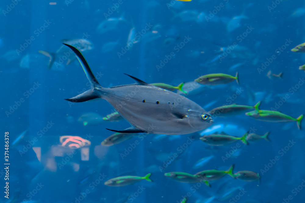 Obraz premium Trachinotus baillonii or small spotted dart in Atlantis, Sanya, Hainan, China. The trachinotus baillonii is an Indo-Pacific species of pompano in the family Carangidae (better known as 