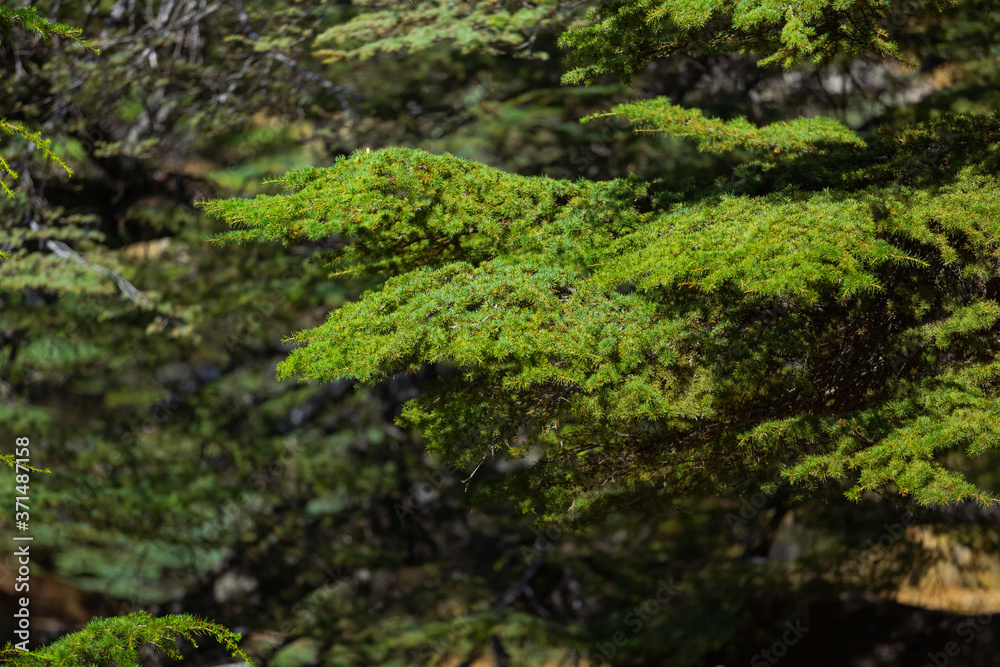 Branches of the Lebanon cedar tree close-up. Beautiful juicy green coniferous background. Evergreen tree. Conservation of endangered forests