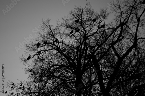 Jesienne drzewo bez liści obsadzone przez kruki i wrony - fotografia sylwetkowa pod słońce o porannej porze © art3emis