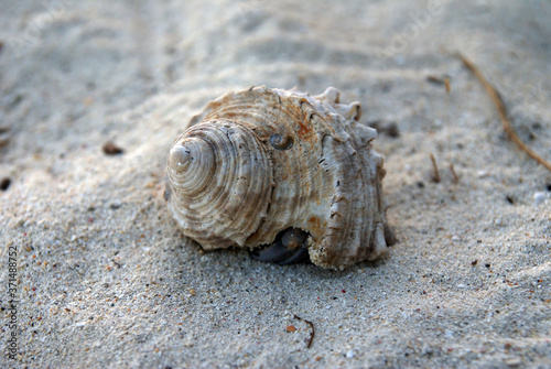 beautiful shell on white sand