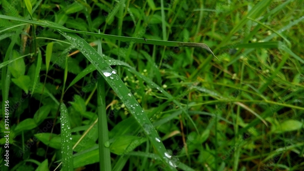 dew on grass