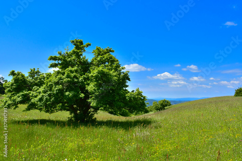 Spring landscape with tree on green meadow