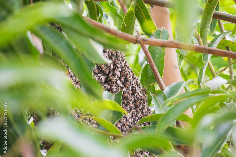 large wild honey bee comb on tree branch large wild honey bee comb on tree branch