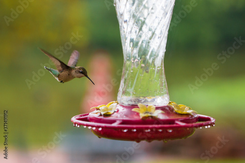 Humming Bird in Flight © Dan