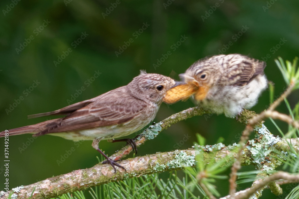 Fototapeta premium Garden warbler