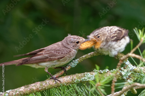 Garden warbler © heitipaves