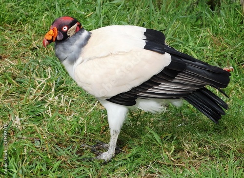 King vulture (Sarcoramphus papa) near Cajamarca, Peru photo