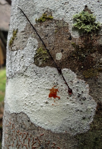 Dragons blood harvest from a Croton Lechleri tree in Tingana Reserve near Moyobamba photo