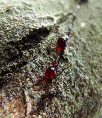 Dragons blood harvest from a Croton Lechleri tree in Tingana Reserve near Moyobamba