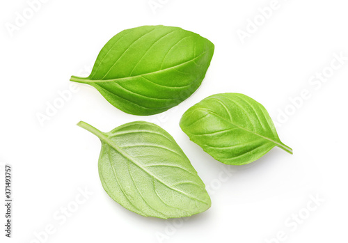 Fresh green basil leaves