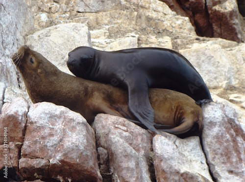 A wet and a dry South American fur seal (Arctocephalus australis) at Islas Ballestas near Paracas, Peru photo