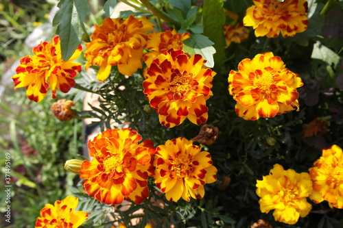 The bright flowers of marigolds in the garden