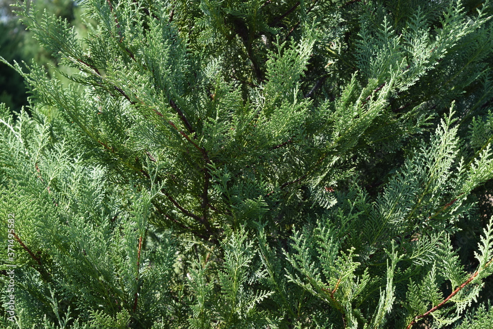 Obraz premium MurrayX cypress foliage
