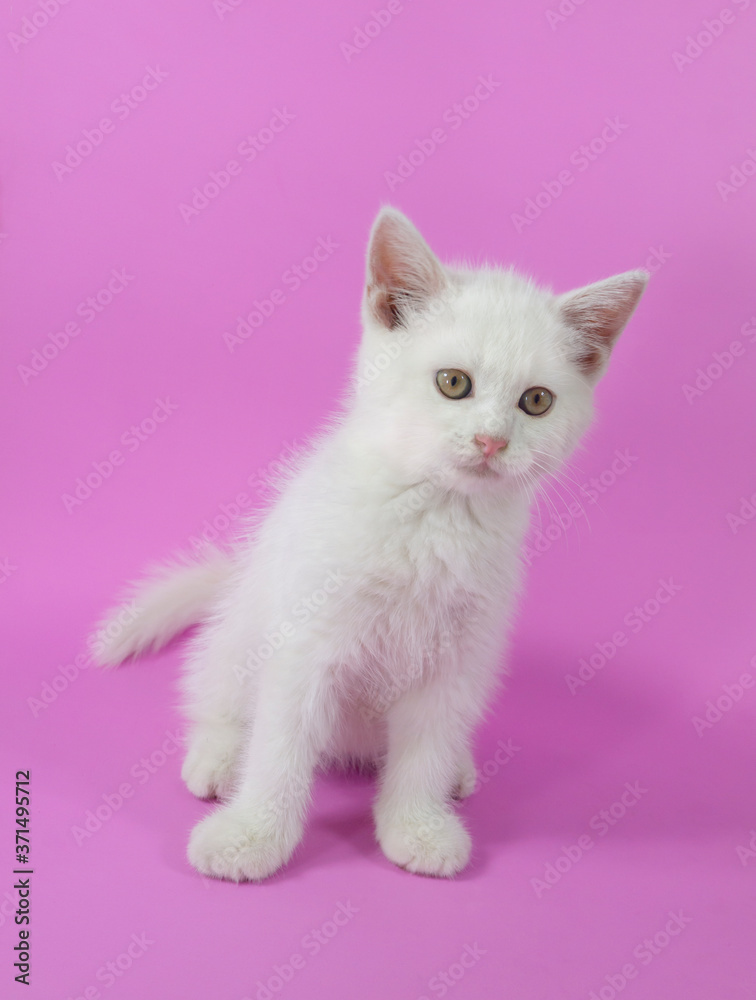 White cute small kitten on pink background close up