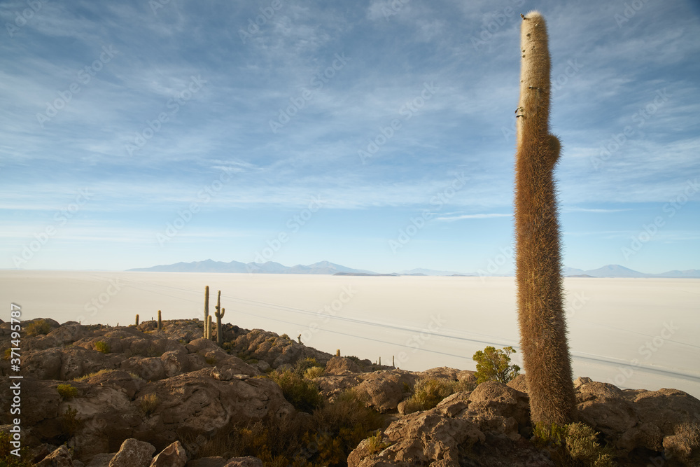 Captus and the Uyuni salar desert. South of Bolivia. Captus and the Uyuni salar desert. South of Bolivia.