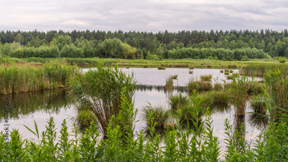 Fototapeta premium lake in the woods
