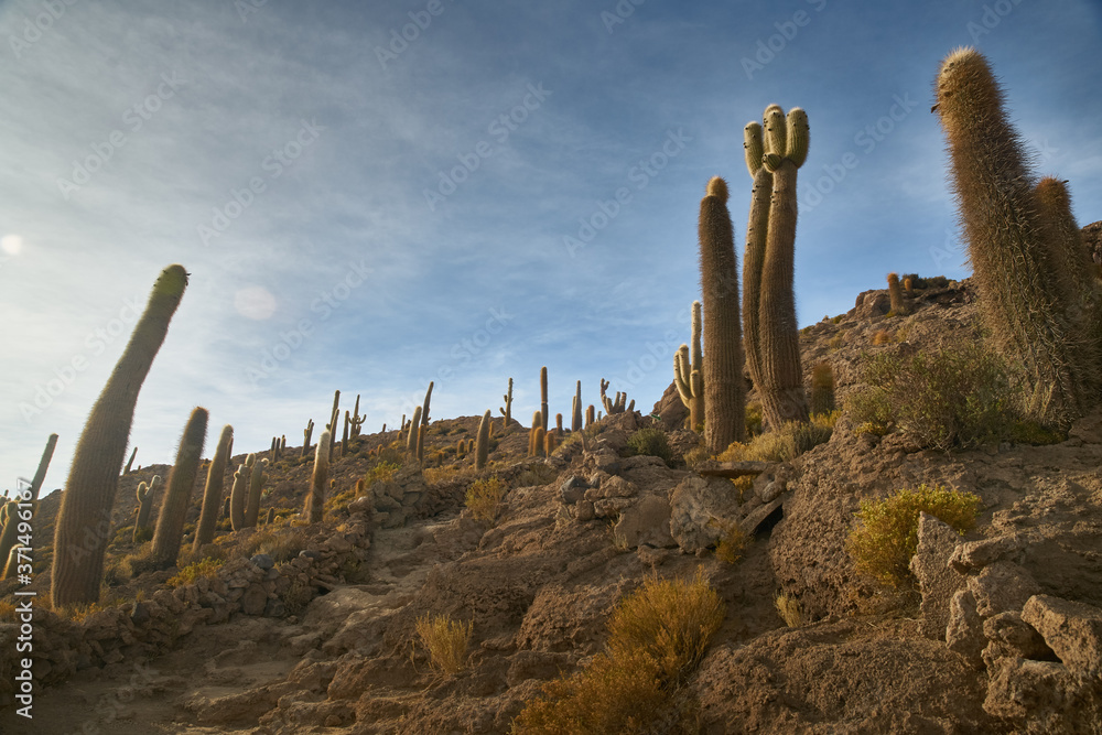 Captus and the Uyuni salar desert. South of Bolivia. Captus and the Uyuni salar desert. South of Bolivia.