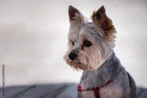 Teacup Yorkshire Terrier. Yorkshire Terrier silky coat and a bright personality. © Antonios
