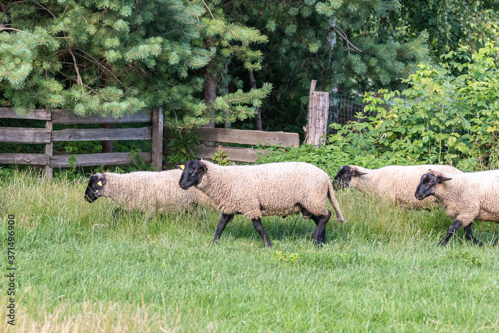 Flock of sheep running in meadow Flock of sheep running in meadow