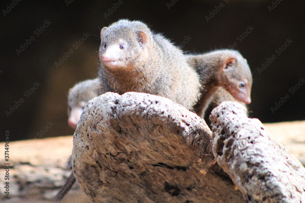 Mongoose Mongoose