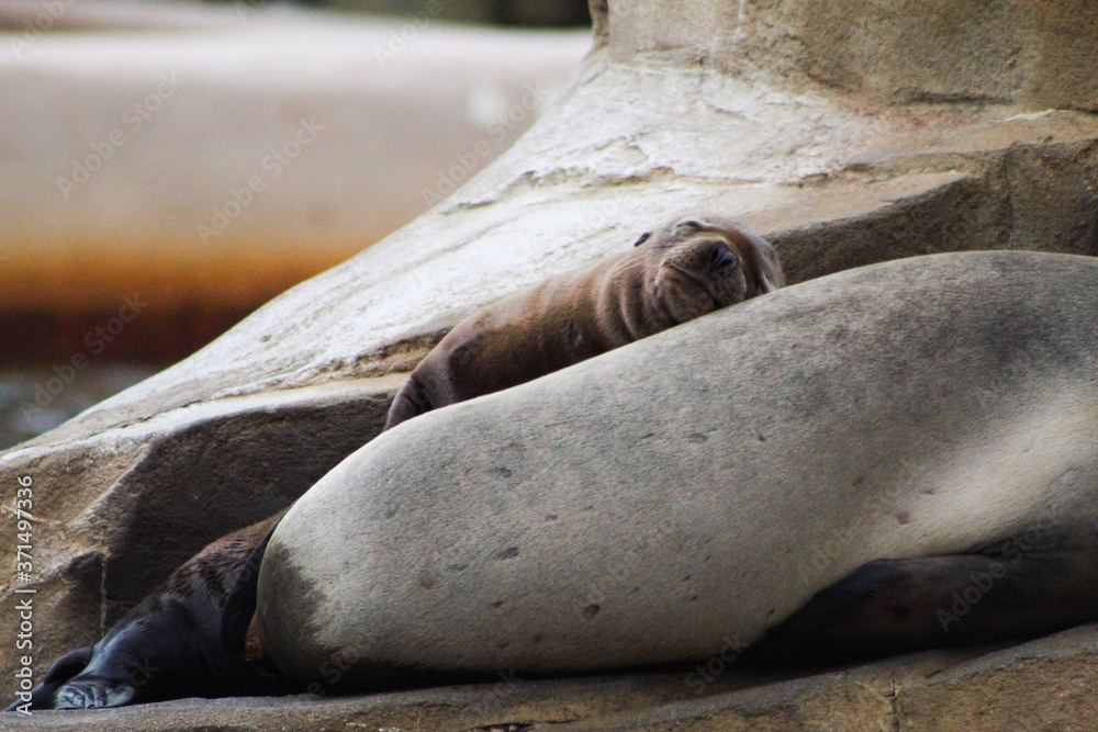 Fototapeta premium baby seal on mama
