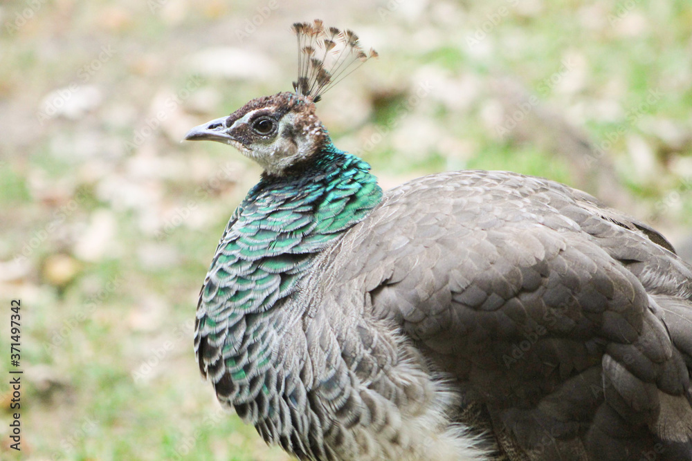 peacock in the zoo peacock in the zoo