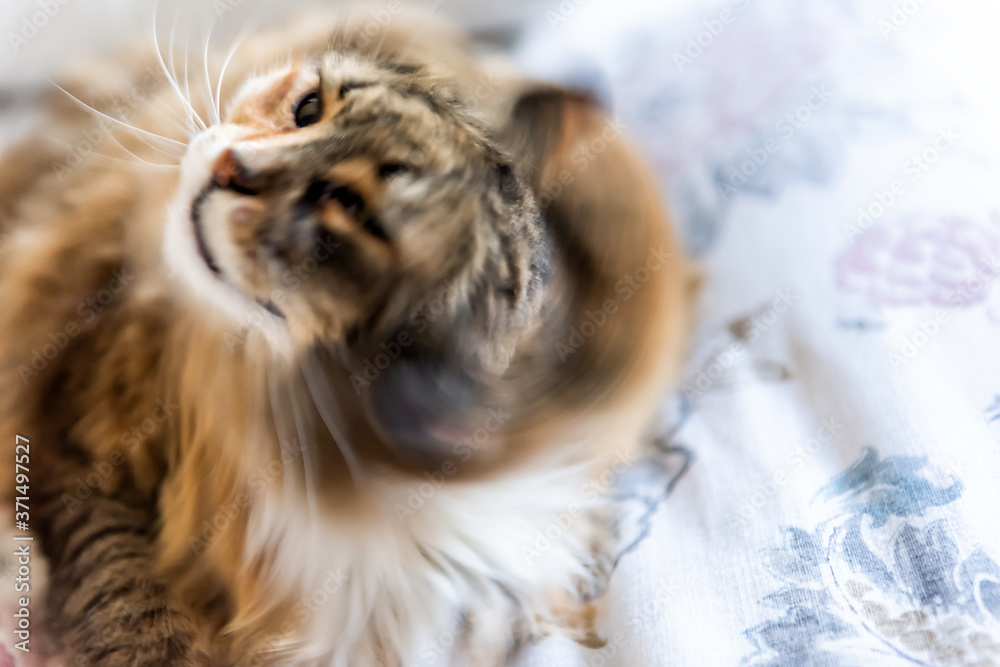 Calico maine coon cat face shaking hair fur fluffy on bed in bedroom, shedding, action motion movement fast speed, blurry, blurred - obrazy, fototapety, plakaty 