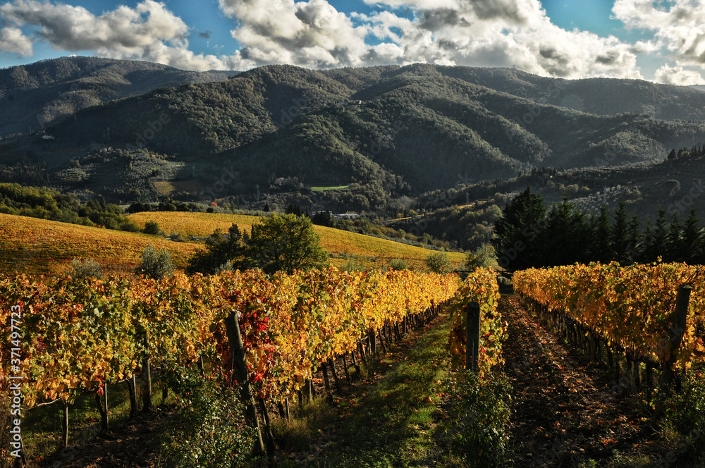 Spectacular rows of yellow vineyards in Chianti region during autumn season. Tuscany, Italy.
