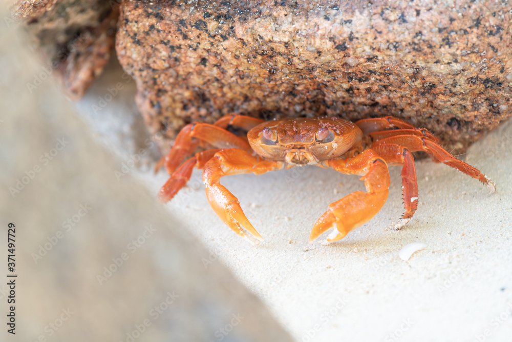 orange crab and stone on a tropical beach orange crab and stone on a tropical beach