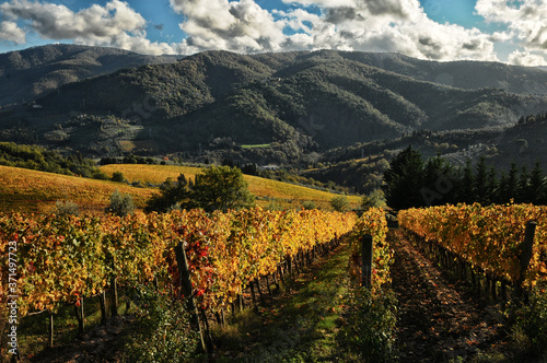 Spectacular rows of yellow vineyards in Chianti region during autumn season. Tuscany  Italy.