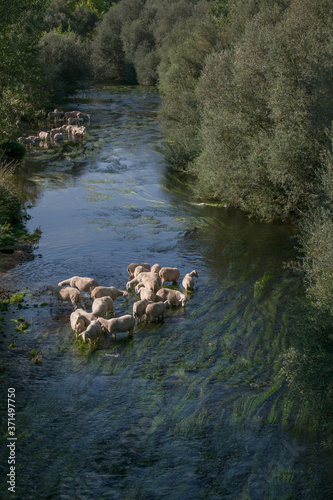 Fototapeta Naklejka Na Ścianę i Meble -  rzeka owce drzewa las liście