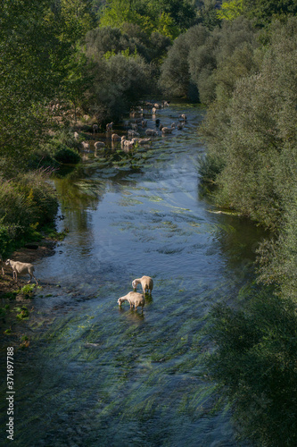 rzeka owce drzewa las liście natura 