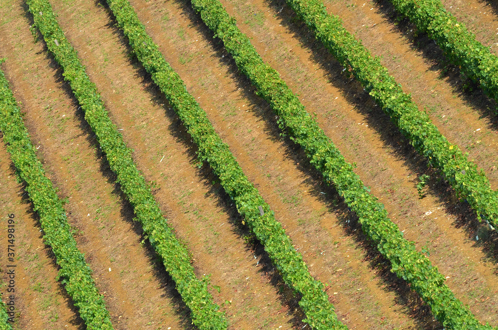 Green vineyard in Chianti region near Florence. Tuscany, Italy. Green vineyard in Chianti region near Florence. Tuscany, Italy.