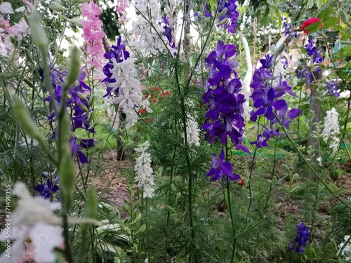 grass and flowers