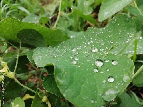 green grass after rain