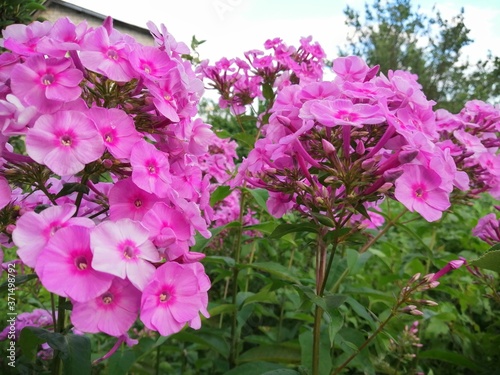 pink floxia in the garden