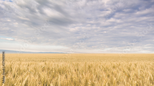 wheat and clouds