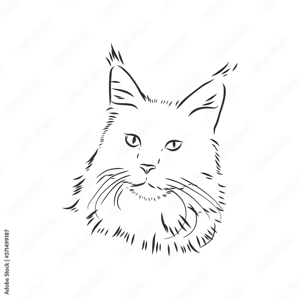 Maine coon cat portrait. Hand drawn vector illustration. Can be used separately from your design. Maine coon cat portrait. Hand drawn vector illustration. Can be used separately from your design.