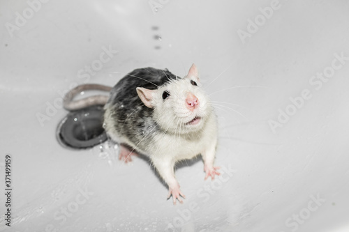 A tame rat sits in a white washbasin with its muzzle raised