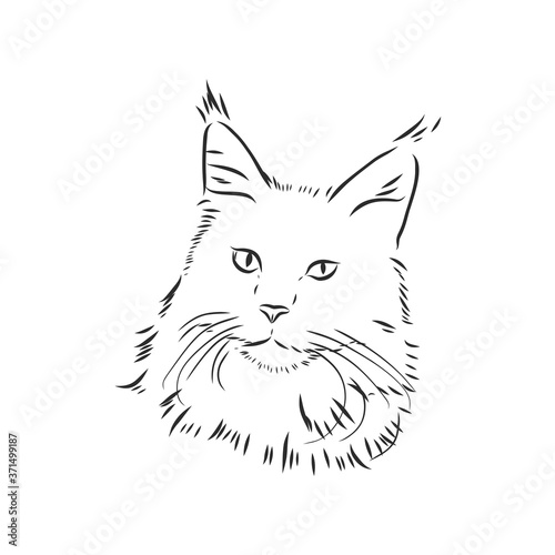 Maine coon cat portrait. Hand drawn vector illustration. Can be used separately from your design.