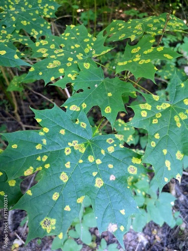 Disease - Maple leaf spotting. Fungal infection of the foliage of trees because of global warming.