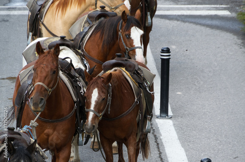 A Group of Horses being Corralled