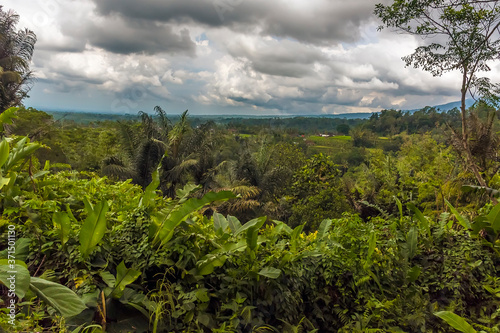 A view across the jungle undergrowth towards rice terraces in the highlands of Bali, Asia