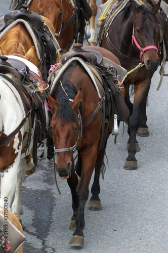 A Group of Horses being Corralled © RiMa Photography