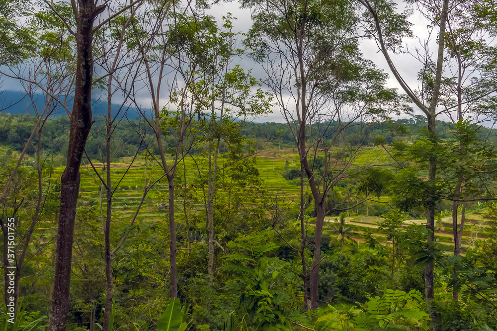 Obraz premium A view through the jungle towards rice terraces in the highlands of Bali, Asia