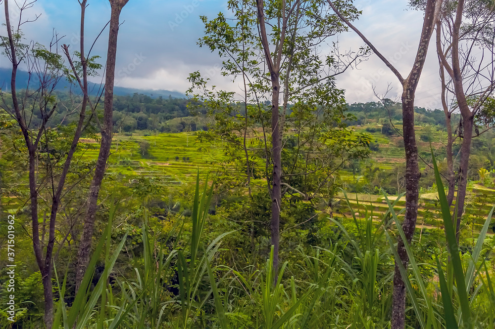 Rice terraces viewed through the jungle in the highlands of Bali, Asia Rice terraces viewed through the jungle in the highlands of Bali, Asia