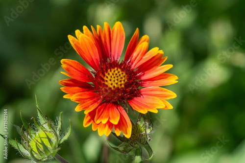 Fototapeta Naklejka Na Ścianę i Meble -  Blanket Flower Head in Summer