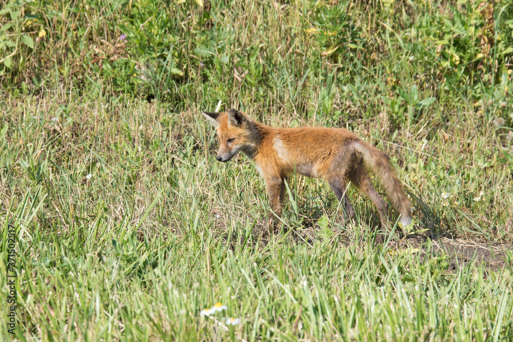 A small Fox cub looks for food on the side of the road. The skinny and dirty kid is hungry. Orphan.