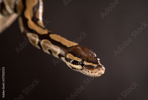 Boa constrictor on a black background.