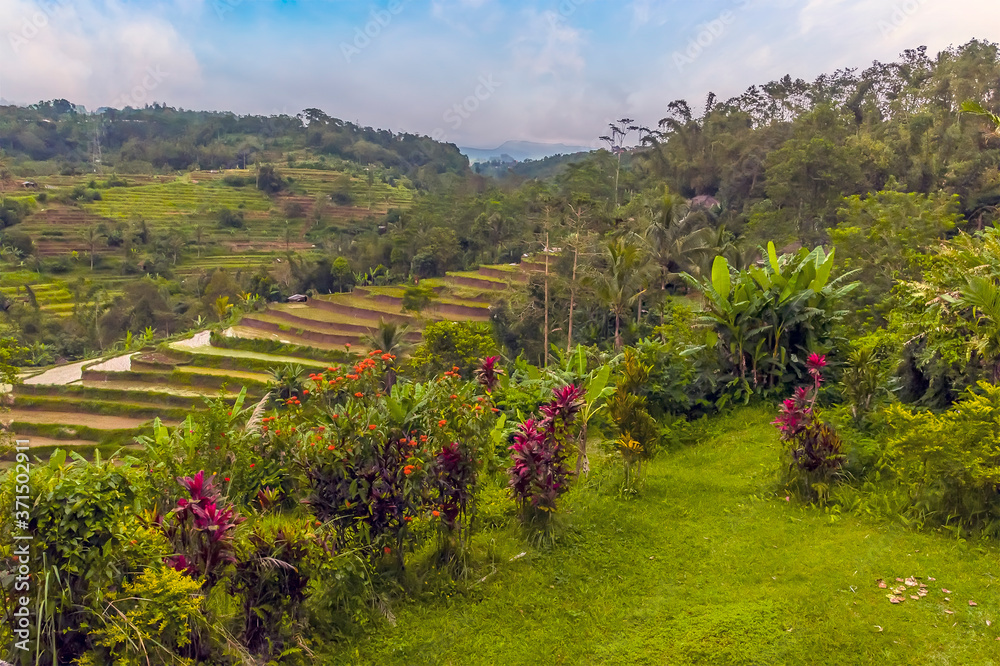 A view brightly colored plants in front of rice terraces in the highlands of Bali, Asia